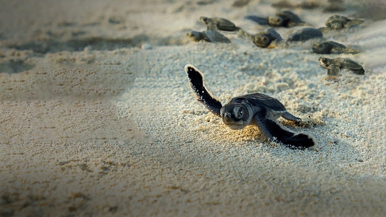 Incredible Animal Journeys artwork