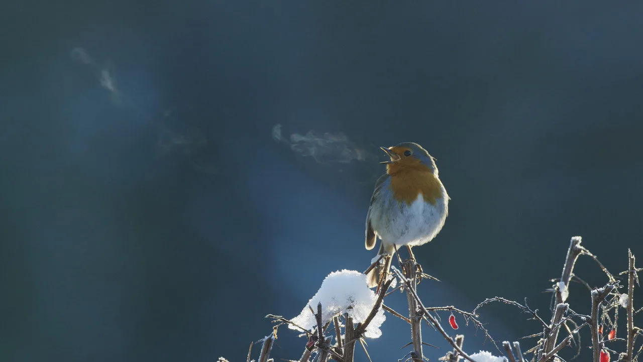 Attenborough's Wonder of Song artwork