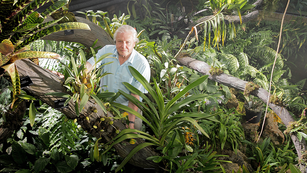 David Attenborough's Kingdom of Plants artwork