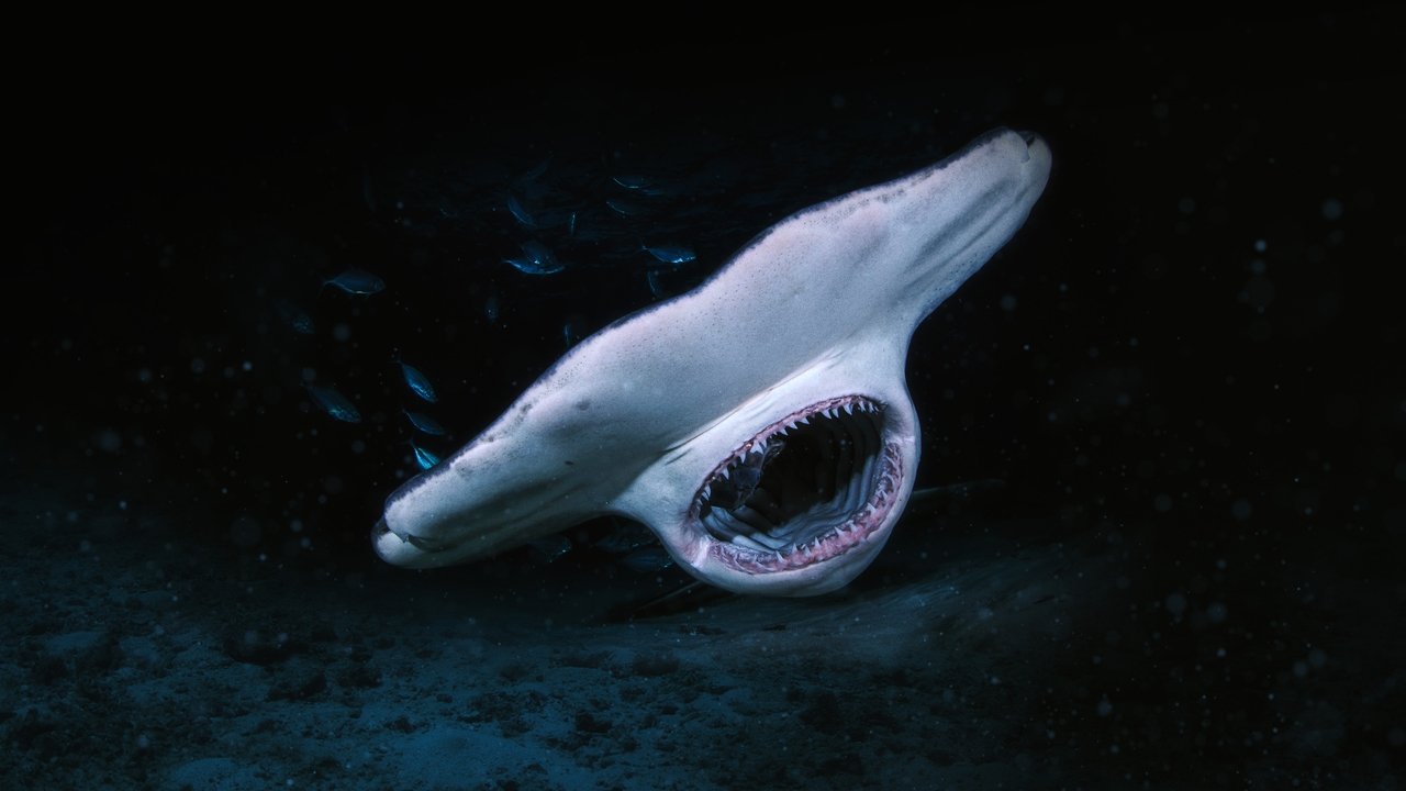 When Sharks Attack...And Why artwork