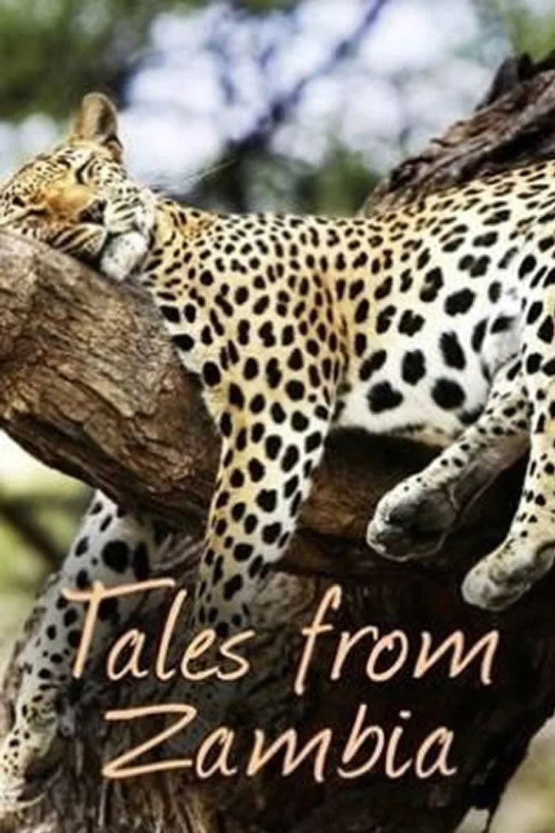 Tales from Zambia artwork