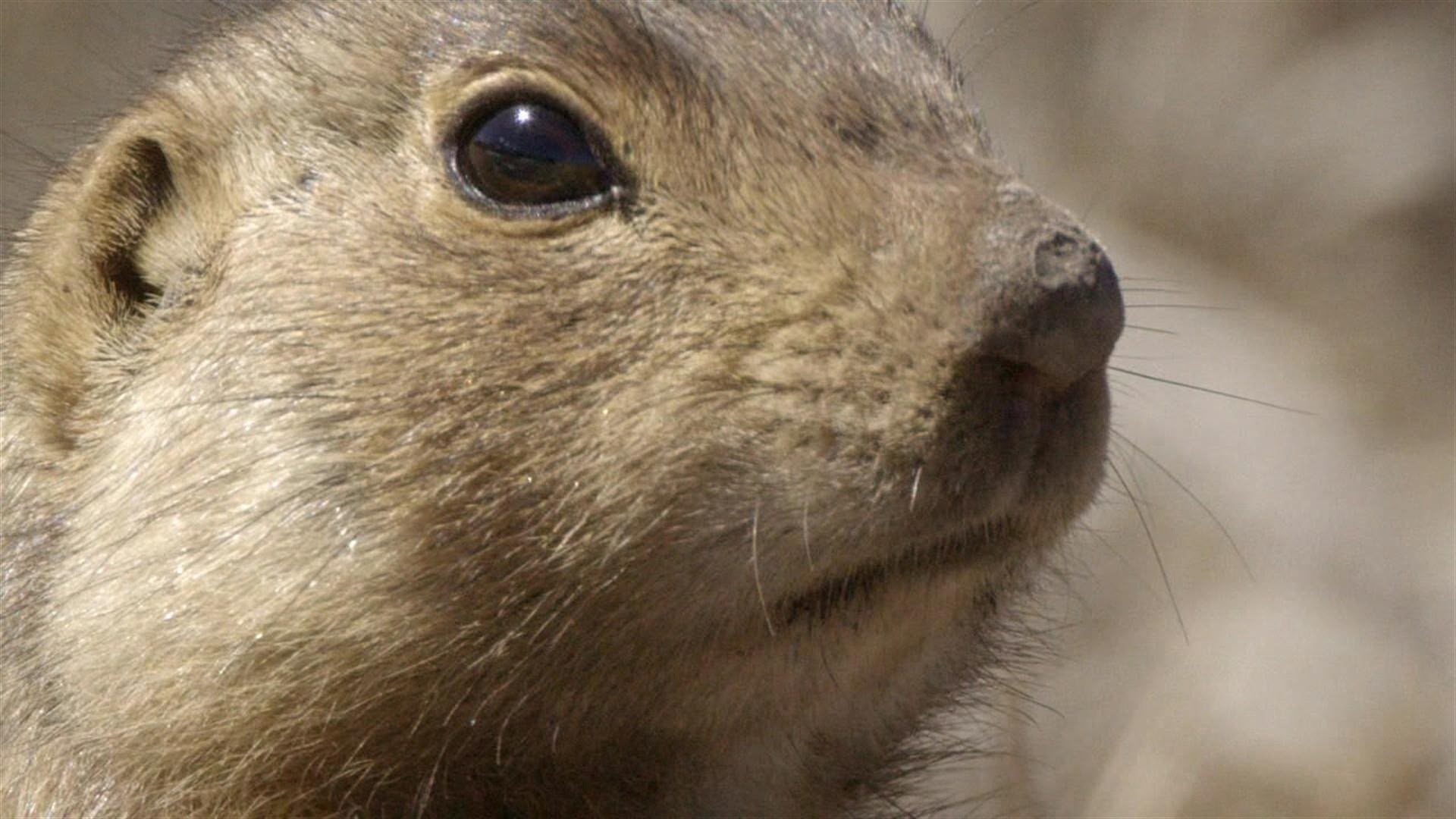 Prairie Dog Dynasty artwork