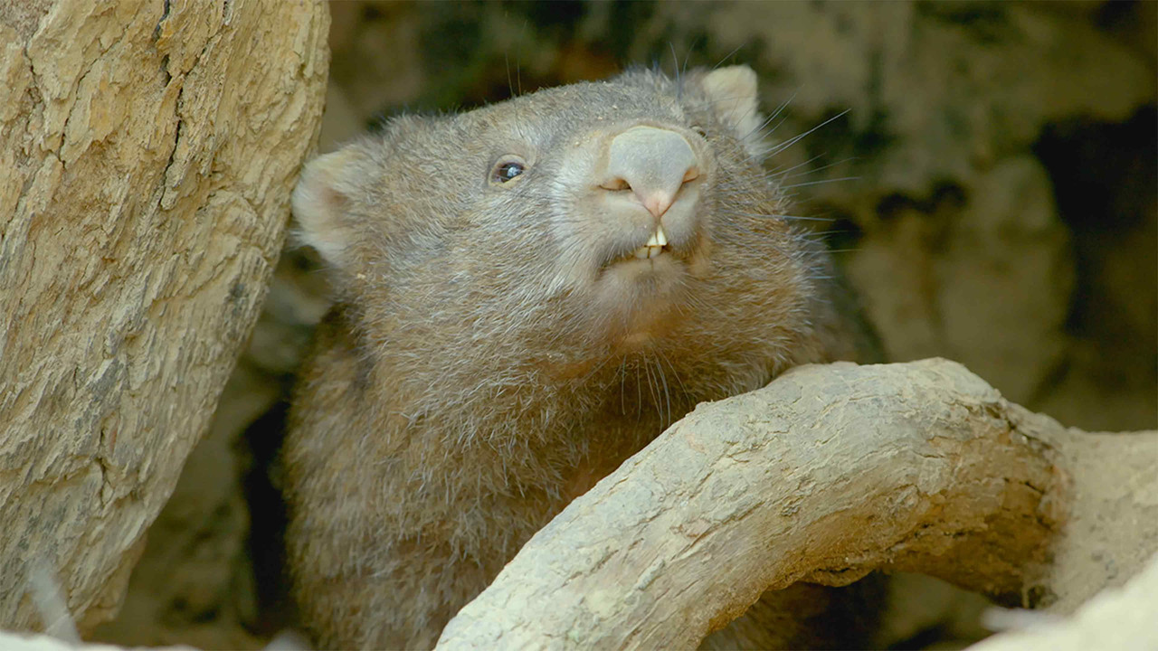 Secret Life of the Wombat artwork