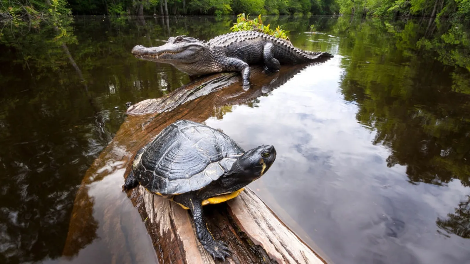 American Amazon artwork