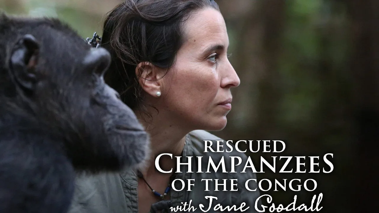Rescued Chimpanzees of the Congo with Jane Goodall artwork