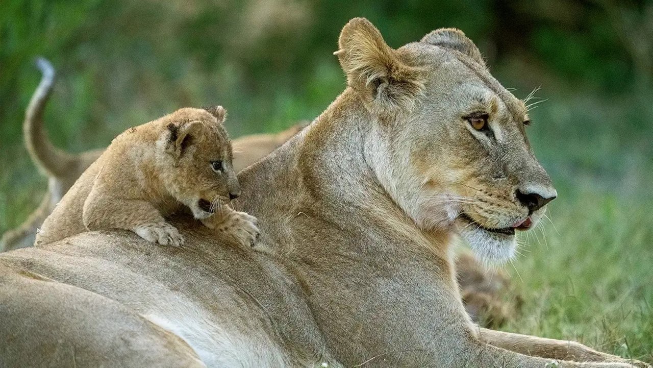 Big Cats Small World artwork
