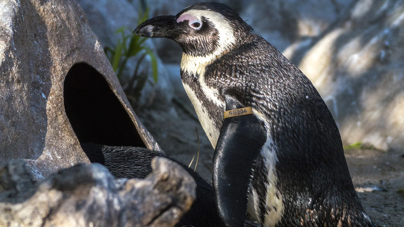 Meet The Penguins artwork