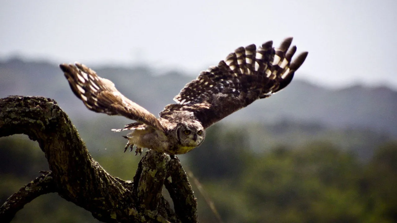Strangest Nature artwork
