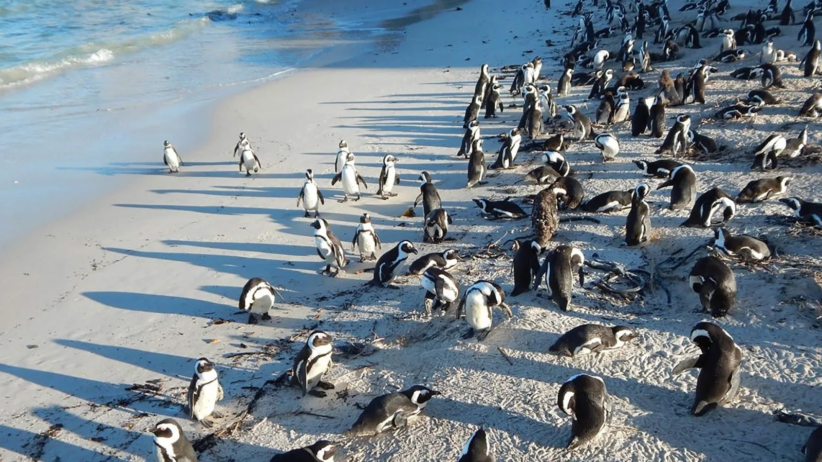 Meet The Penguins artwork
