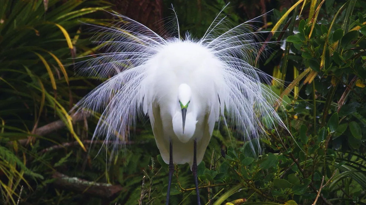 Wildest New Zealand artwork