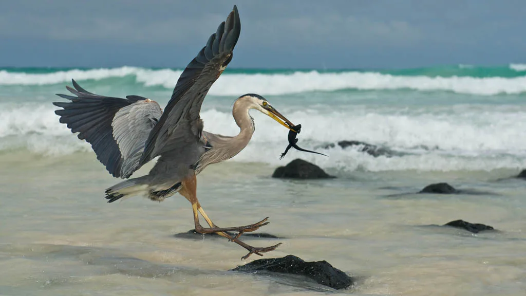 David Attenborough's Galapagos artwork