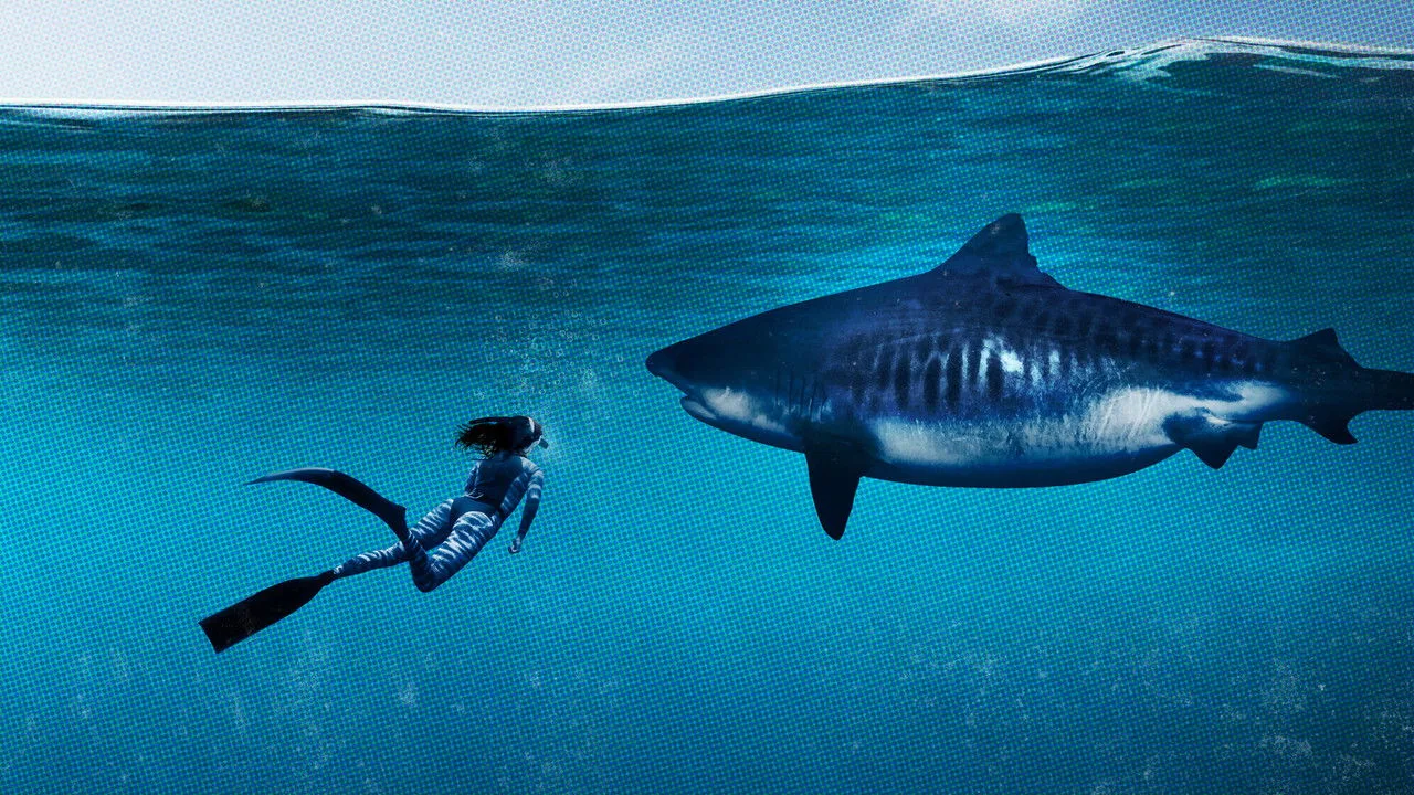 World's Biggest Shark artwork