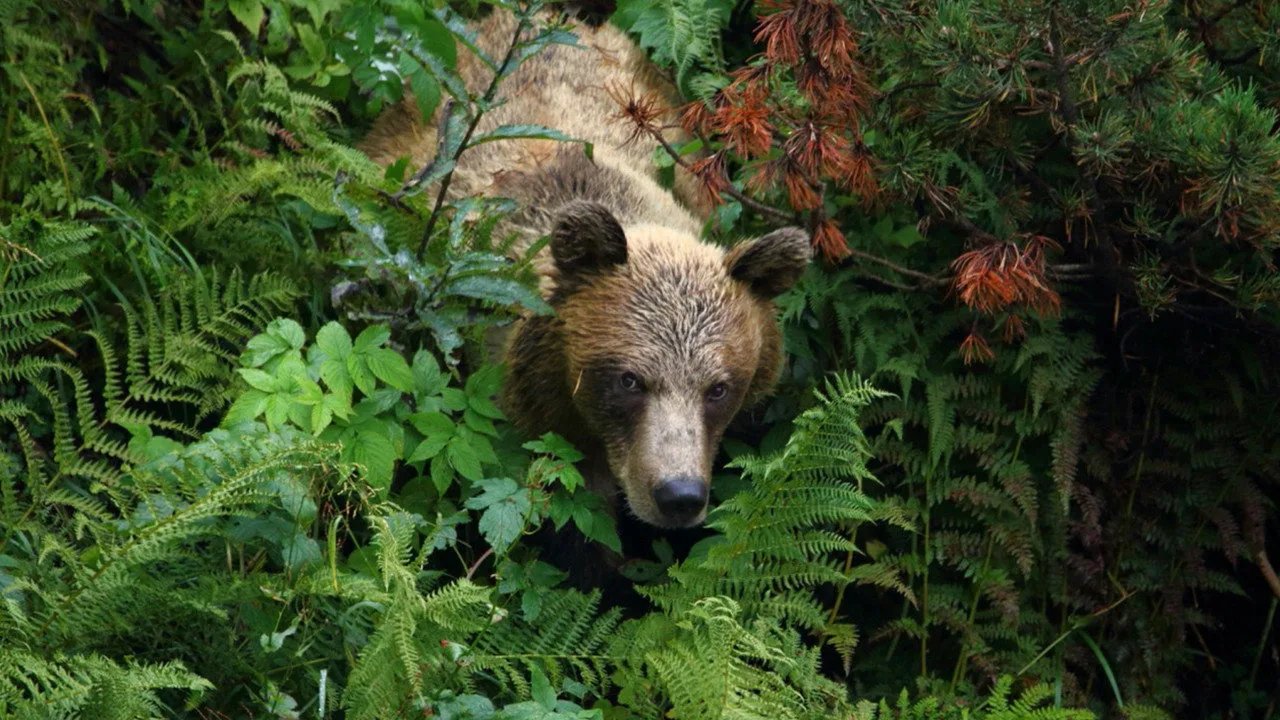 Into The Carpathian Wild artwork