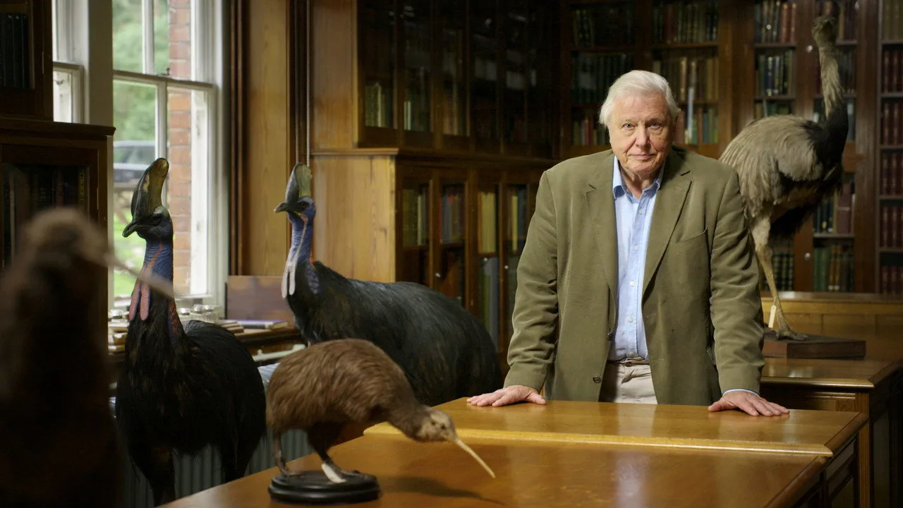 Attenborough's Big Birds artwork