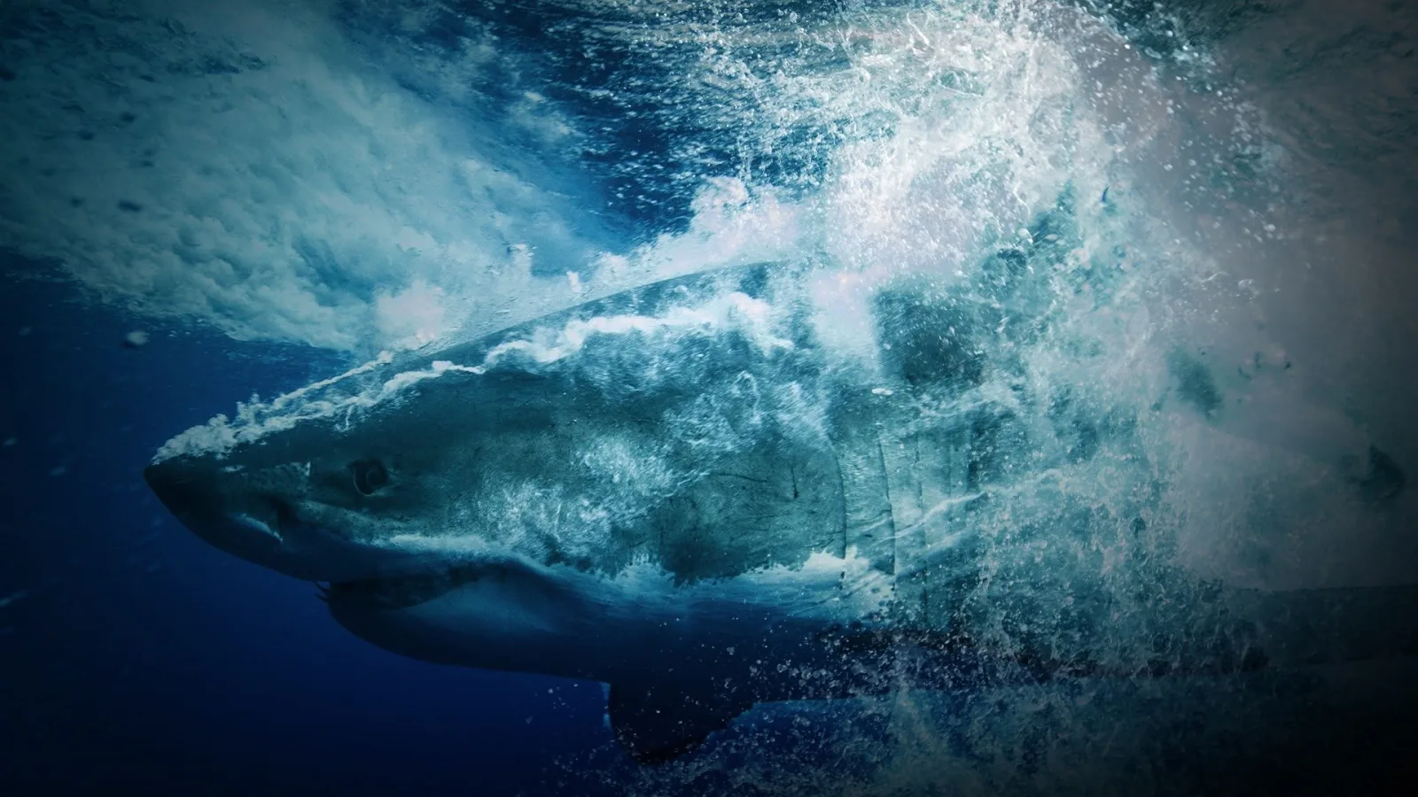 Shark Vortex artwork